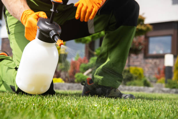 Best Termite Control Services  in Saratoga, CA