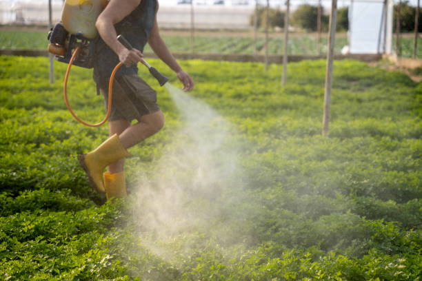 Best Emergency Pest Control  in Saratoga, CA