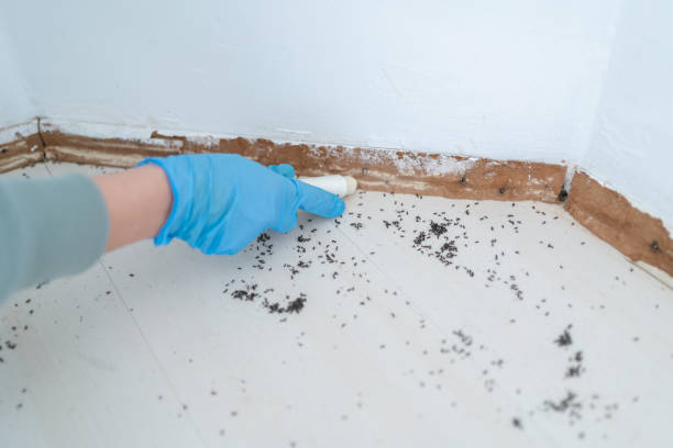 Best Best Pest Control Companies  in Saratoga, CA